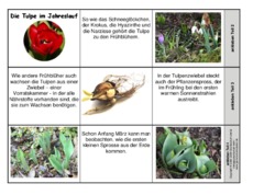 Leporello-Tulpe-im-Jahreslauf.pdf